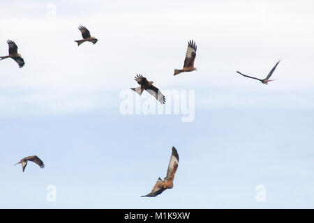 Bwlch Nant Yr Arian, Galles. Vista pittoresca di un gregge di red kites volteggiare su Bwlch Nant Yr Arian stazione di alimentazione. Foto Stock