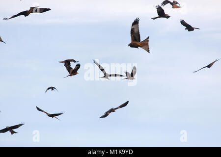 Bwlch Nant Yr Arian, Galles. Vista pittoresca di un gregge di red kites volteggiare su Bwlch Nant Yr Arian stazione di alimentazione. Foto Stock