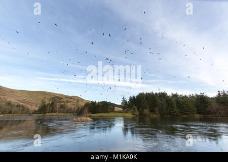 Bwlch Nant Yr Arian, Galles. Vista pittoresca di un gregge di red kites volteggiare su Bwlch Nant Yr Arian stazione di alimentazione. Foto Stock