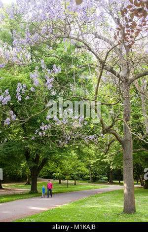 Germania, Colonia, il Volksgarden, fioritura foxglove tree. Deutschland, Koeln im Volksgarten, bluehender Blauglockenbaum. Foto Stock