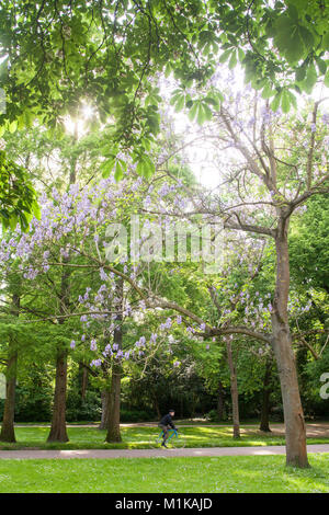 Germania, Colonia, il Volksgarden, fioritura foxglove tree. Deutschland, Koeln im Volksgarten, bluehender Blauglockenbaum. Foto Stock