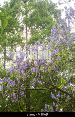 Germania, Colonia, il Volksgarden, fioritura foxglove tree. Deutschland, Koeln im Volksgarten, bluehender Blauglockenbaum. Foto Stock