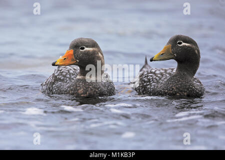 Falkland anatra vaporizzatore Foto Stock