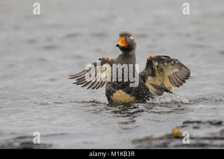 Falkland anatra vaporizzatore Foto Stock