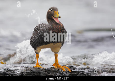 Falkland anatra vaporizzatore Foto Stock