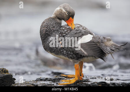 Falkland anatra vaporizzatore Foto Stock