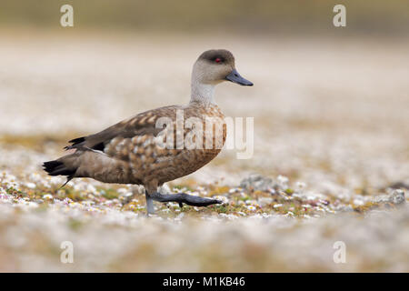 Falkland anatra vaporizzatore Foto Stock