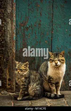 Due bei gatti seduti al fron porta in Marocco Foto Stock