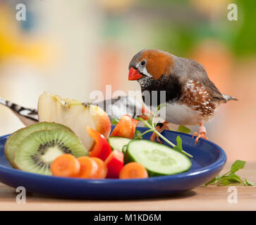 Zebra Finch (Taeniopygia guttata). Coppia di adulti in un piatto di frutta e verdura. Germania Foto Stock