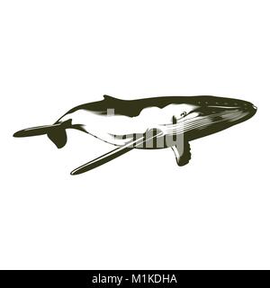 Illustrazione Vettoriale di nuoto Humpback Whale, per la stampa o il tatuaggio Illustrazione Vettoriale