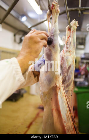 Ispettore di carne mettere un timbro su un stragi di fresco di pecora nella carcassa di un macello Foto Stock