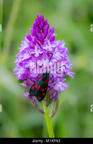 Orchide Anacamptis pyramidalis e cinque spot burnett falena Zygaena trifolii a verde verso il basso nel Somerset REGNO UNITO Foto Stock