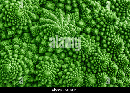 Dettaglio del cavolfiore Romanesco - un giardino vegetale la cui crescita patterns sembrano essere controllati da Mandelbrot geometria frattale Foto Stock