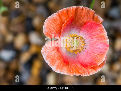 Una macro shot del papavero " Falling in Love'. Foto Stock