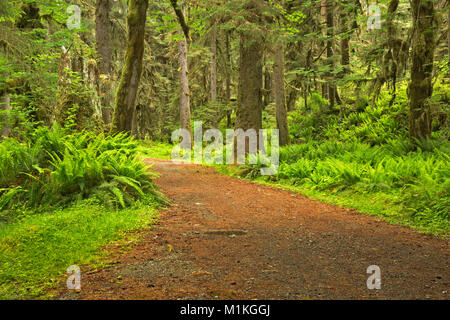 WA13150-00...coperto alberi lungo le tombe Creek Road nel Quinault la foresta pluviale del Parco Nazionale di Olympic. Foto Stock