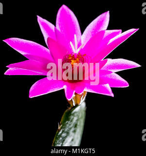 Una ripresa macro di un cactus di Pasqua sparato contro uno sfondo nero. Foto Stock