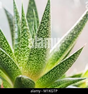 Una macro shot del verde foglia di aloe vera pianta. Foto Stock