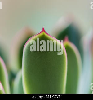 Una macro shot del rosso appuntito di punta di una foglia echeveria. Foto Stock
