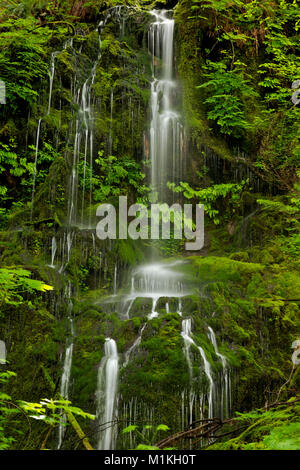 WA13164-00...WASHINGTON - Una delicata cascata sul pendio di una collina lungo le tombe Creek Road nel Parco Nazionale di Olympic. Foto Stock