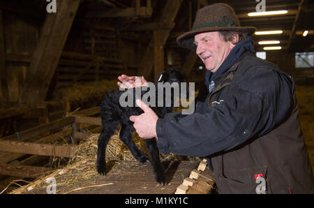 Il pastore Ralf Bachmann colpi un agnello che è solo un paio di giorni nella riserva naturale di Lueneburg Heath vicino Niederhaverbeck, Germania, 26 gennaio 2018. Foto: Philipp Schulze/dpa Foto Stock