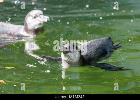 Un piccolo pinguino nuota in un lago Foto Stock