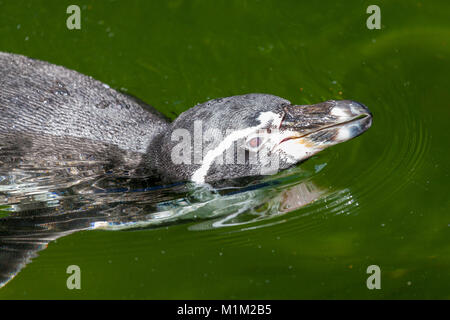 Un piccolo pinguino nuota in un lago Foto Stock