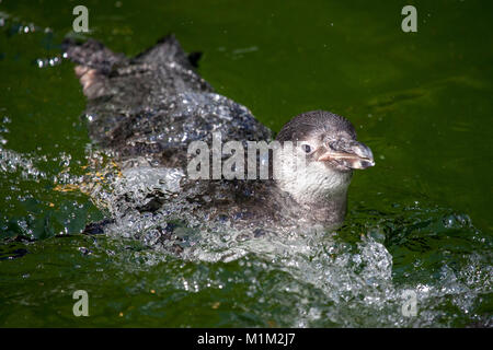 Un piccolo pinguino nuota in un lago Foto Stock