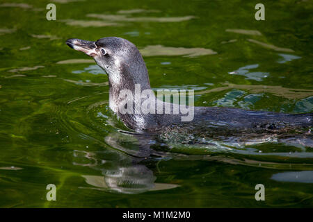 Un piccolo pinguino nuota in un lago Foto Stock