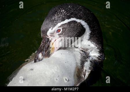 Un piccolo pinguino nuota in un lago Foto Stock