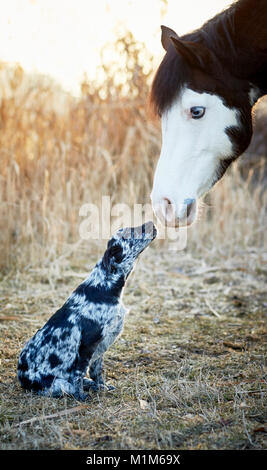 Amicizia animale: Pintabian e giovani mixed-razza cane interagenti. Germania Foto Stock