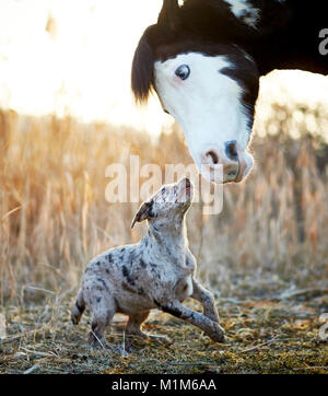 Amicizia animale: Pintabian e giovani mixed-razza cane interagenti. Germania Foto Stock