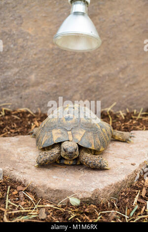 Hermanns tartaruga (Testudo hermanni) sotto luce infrarossa. Germania Foto Stock