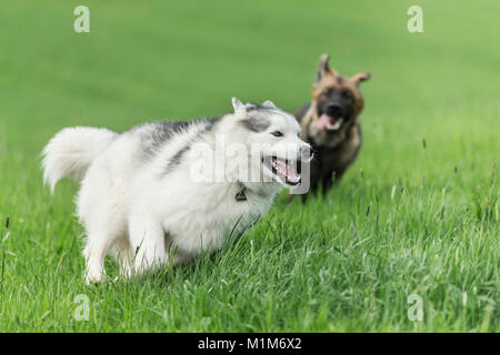Siberian Husky e pastore tedesco. Due cani giocando su un prato. Germania Foto Stock