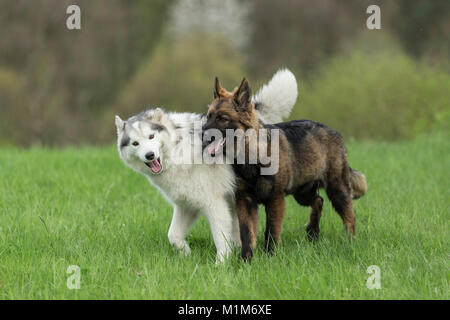 Siberian Husky e pastore tedesco. Due cani giocando su un prato. Germania Foto Stock