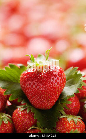 Fragola (Fragaria x ananassa). Fragole mature. Germania Foto Stock