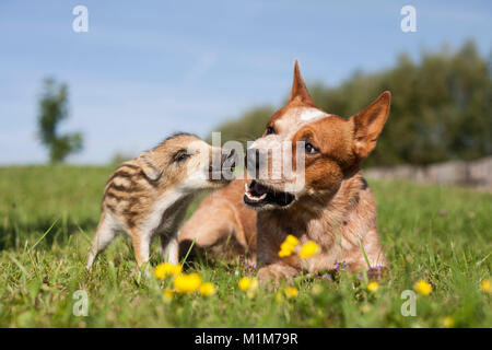 Miniature pinscher e cinghiali. Il Cinghiale shoat e cane adulto sdraiati su un prato. La Germania . Foto Stock