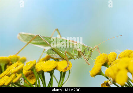 Grande Bushcricket verde (Tettigonia viridissima) su Tansy fiori. Germania Foto Stock