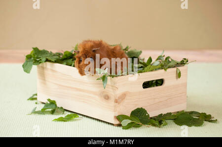 La cavia, cavie. Abissino di adulti in una scatola, riempita con foglie. Germania Foto Stock