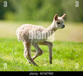 Alpaca (Vicugna pacos). Giovani in esecuzione su un prato. Germania Foto Stock