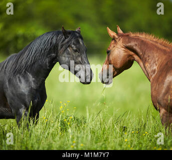 American Quarter Horse. Stallone nero corteggiare un castagno mare su un prato. Germania Foto Stock