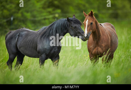 American Quarter Horse. Stallone nero corteggiare un castagno mare su un prato. Germania Foto Stock