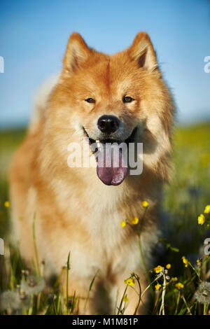 Eurasier, Eurasian. Cane adulto in piedi in un prato. Germania Foto Stock