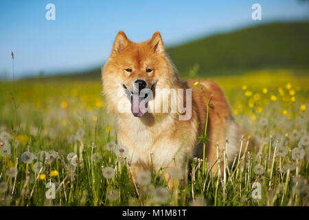 Eurasier, Eurasian. Cane adulto in piedi in un prato. Germania Foto Stock