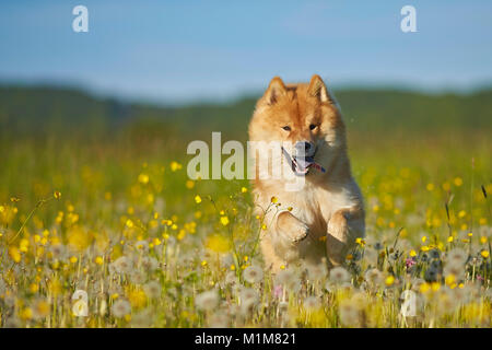 Eurasier, Eurasian. Cane adulto in esecuzione in un prato. Germania Foto Stock