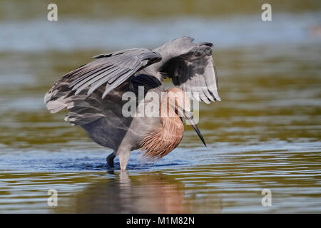 Reddish Garzetta (Egretta rufescens) usando le sue ali per formare una tettoia come steli di un pesce - Fort De Soto Park, Florida Foto Stock