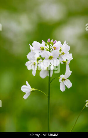 Fioritura di fiori di cuculo, Lady's Smock (cardamine pratensis) su un prato. Germania Foto Stock