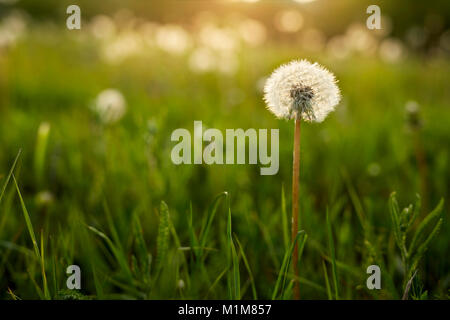 Comune di tarassaco (Taraxacum officinale), seme head nella luce della sera su un prato. Germania Foto Stock