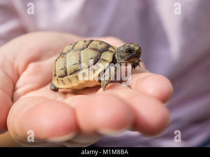 Sperone mediterraneo-thighed tartaruga, tartaruga greca (Testudo graeca). I giovani su una mano. Germania Foto Stock