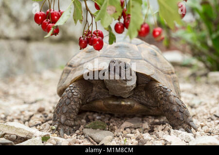 Sperone mediterraneo-thighed tartaruga, tartaruga greca (Testudo graeca). Adulto accanto alla frutta di biancospino. Germania Foto Stock