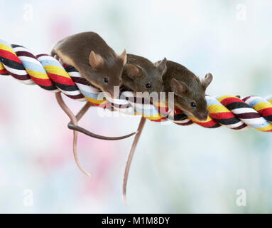 Fancy Mouse. Tre adulti sulla corda colorati. Germania Foto Stock